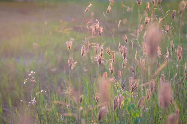 クローズ アップ花草と日の出背景 — ストック写真