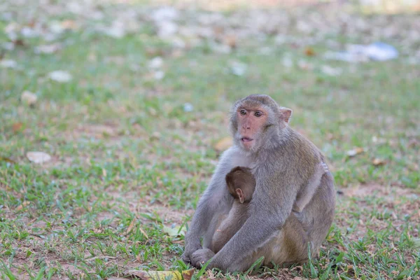 Mother Monkey Baby Monkey Rest Lawn — Stock Photo, Image