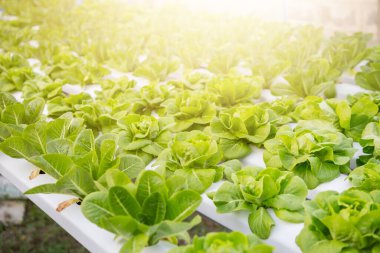 Organik hidroponik sebze yetiştirme çiftliği