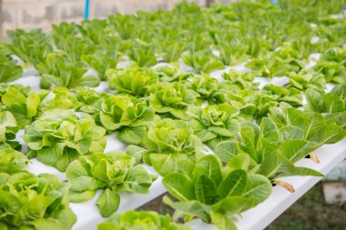 Organik hidroponik sebze yetiştirme çiftliği