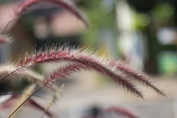 Nahaufnahme Von Blumengras Mit Unscharfem Hintergrund — Stockfoto