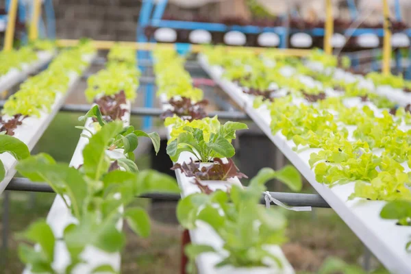 Organik hidroponik sebze yetiştirme çiftliği