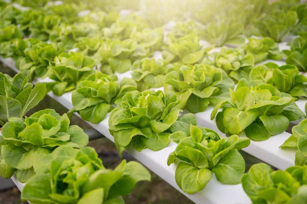 Organik hidroponik sebze yetiştirme çiftliği