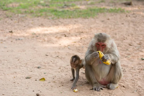 Anne maymun ve bebek maymun kumda oturur ve muz yer.