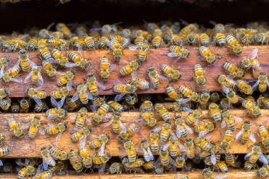 Bal peteği arka planında bir sürü arı var