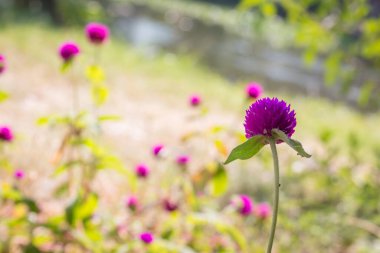 Amaranth çiçek arkaplanını kapat