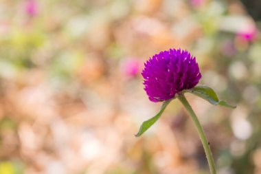Amaranth çiçek arkaplanını kapat