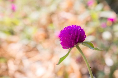 Amaranth çiçek arkaplanını kapat