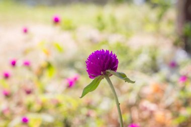 Amaranth çiçek arkaplanını kapat