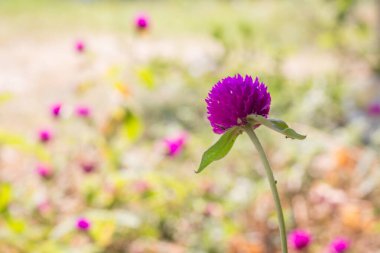 Amaranth çiçek arkaplanını kapat