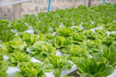 Organik hidroponik sebze yetiştirme çiftliği