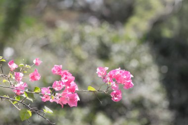 Mavi gökyüzü arkaplanlı Bougainvillea çiçekleri