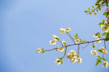 Mavi gökyüzü arkaplanlı Bougainvillea çiçekleri