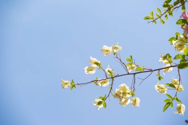 Mavi gökyüzü arkaplanlı Bougainvillea çiçekleri