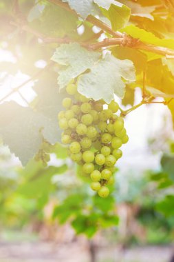 Şarap yapmak için ağaçta taze yeşil üzümler