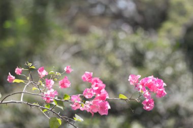 Mavi gökyüzü arkaplanlı Bougainvillea çiçekleri