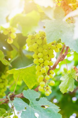 Şarap yapmak için ağaçta taze yeşil üzümler