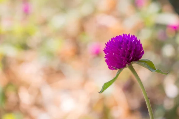 Zbliżenie Amaranth Tło Kwiat — Zdjęcie stockowe