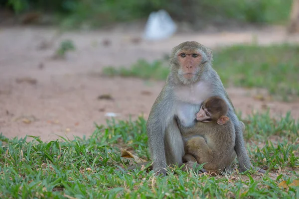 Mother Monkey Baby Monkey Lawn — Stock Photo, Image