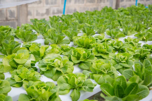 Organik hidroponik sebze yetiştirme çiftliği