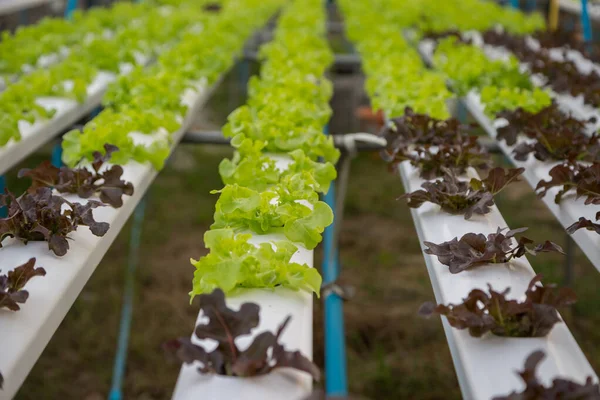 Organik hidroponik sebze yetiştirme çiftliği