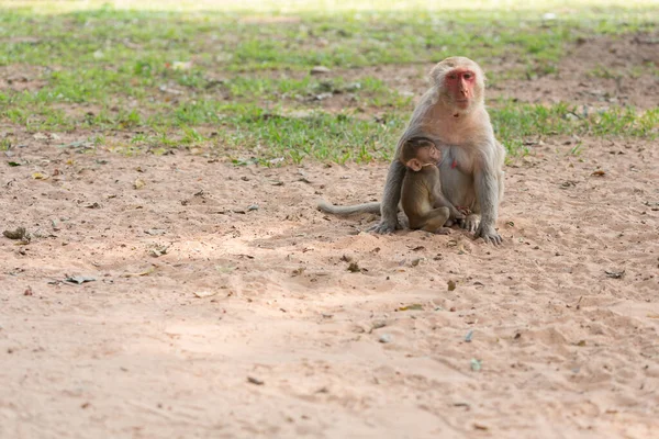 Mother Monkey Baby Monkey Park — Stock Photo, Image