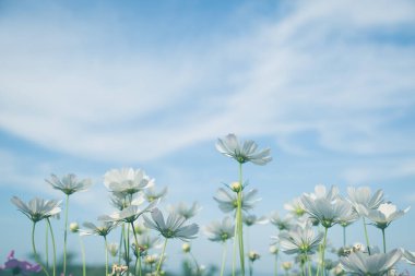 Mavi gökyüzü tonlu beyaz kozmos çiçekleri