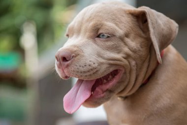 Yavru pitbull gülümser ve bulanık arka plan oynayacak birini arar