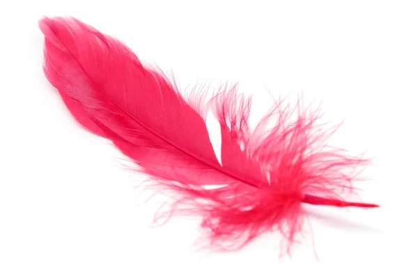 Red Feathers Isolated White Background — Stock Photo, Image