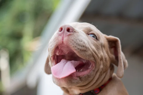 Bebê Pitbull Sorriso Olhar Para Alguém Para Jogar Borrão Fundo — Fotografia de Stock