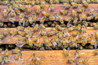 Bal peteği arka planında bir sürü arı var