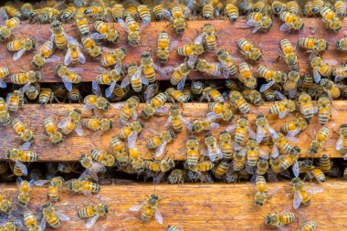 Bal peteği arka planında bir sürü arı var
