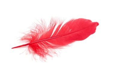 Beyaz arkaplanda kırmızı tüyler izole edildi