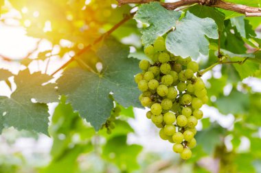 Şarap yapmak için ağaçta taze yeşil üzümler