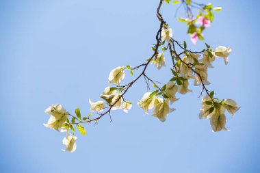 Mavi gökyüzü arkaplanlı Bougainvillea çiçekleri