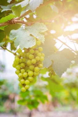 Şarap yapmak için ağaçta taze yeşil üzümler