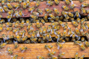 Bal peteği arka planında bir sürü arı var
