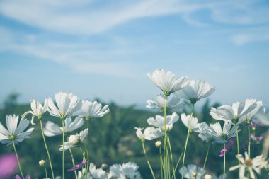 Mavi gökyüzü tonlu beyaz kozmos çiçekleri