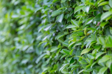 Yeşil doğa arkaplanını terk eder