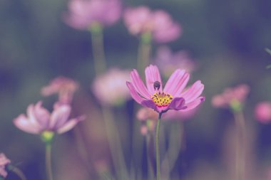 Renkli pembe ve kırmızı kozmos çiçekleri bahçede, yumuşak odaklı arka plan