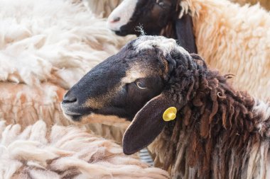 Koyun yüzü arkaplanını kapat