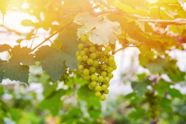 Şarap yapmak için ağaçta taze yeşil üzümler