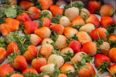 Organik çiftlikten taze çilekler hazır.