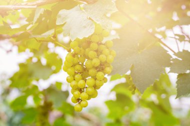 Şarap yapmak için ağaçta taze yeşil üzümler