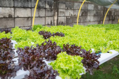 Organik hidroponik sebze yetiştirme çiftliği