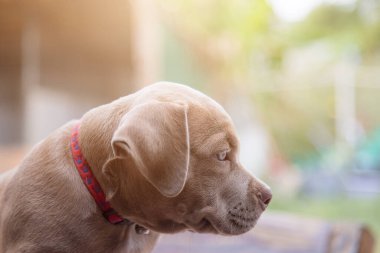 Yavru pitbull, bulanık arkaplanda oynayacak birini arıyor.