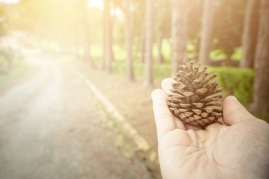 Çam ağaçlarının arka planında çam kozalakları