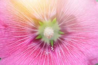 Aşk evliliği için güzel pembe çiçeğin yakın plan çekimi.