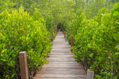 Tayland 'daki tropik ormanlarda dinlenmek için doğaya giden tahta köprü.