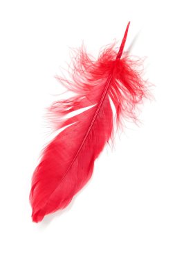 Beyaz arkaplanda kırmızı tüyler izole edildi